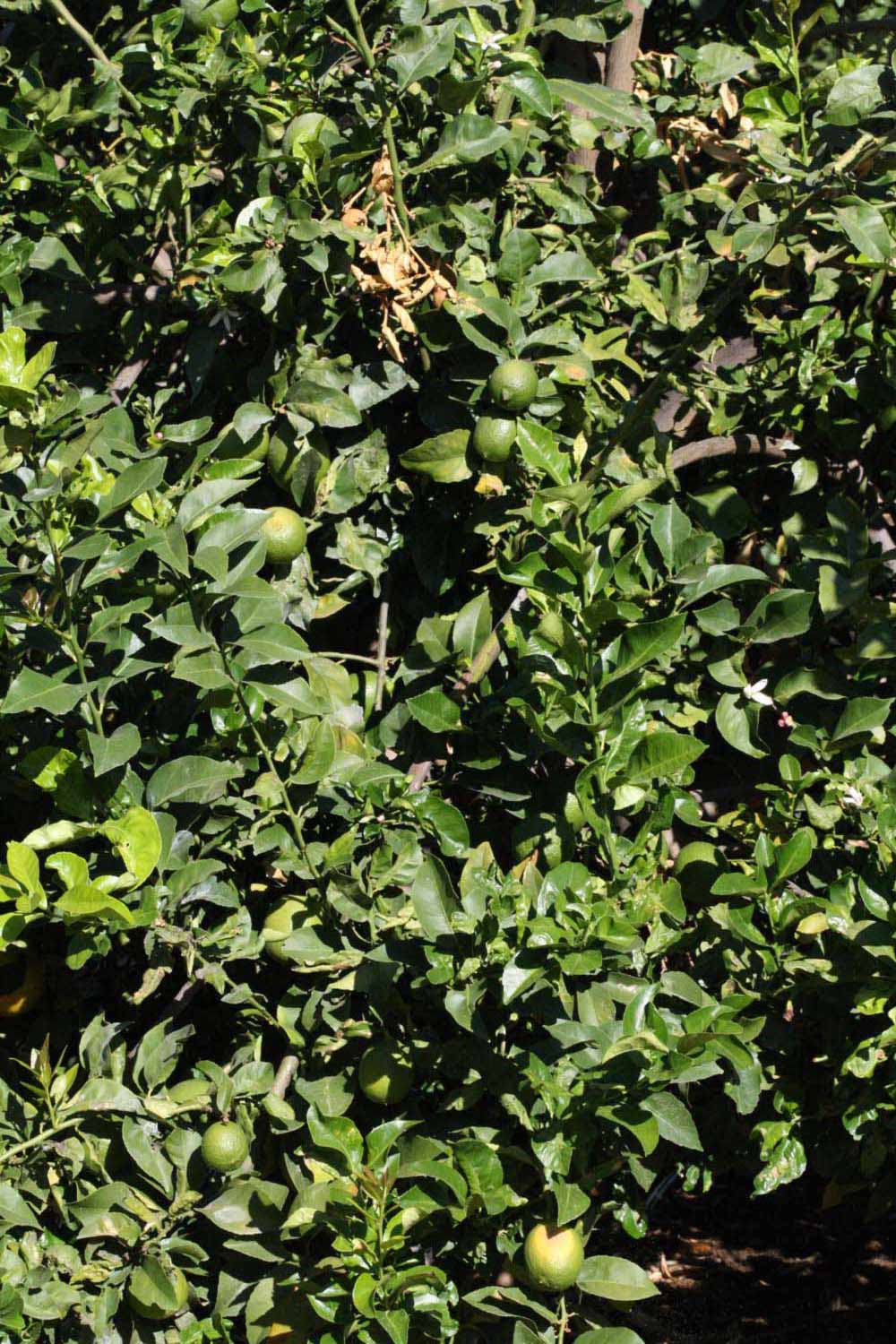            Habit (Riverside, CA)   